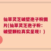 仙草灵芝破壁孢子粉图片(仙草灵芝孢子粉：破壁颗粒真实呈现！)