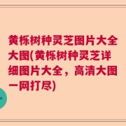 黄栎树种灵芝图片大全大图(黄栎树种灵芝详细图片大全,高清大图一网打尽)