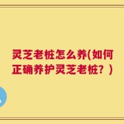 灵芝老桩怎么养(如何正确养护灵芝老桩？)
