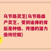 乌节路灵芝(乌节路盛产灵芝，受到追捧的背后是种植、传播的潜力亟待挖掘)