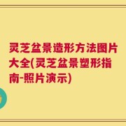 灵芝盆景造形方法图片大全(灵芝盆景塑形指南-照片演示)