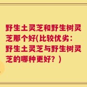 野生土灵芝和野生树灵芝那个好(比较优劣：野生土灵芝与野生树灵芝的哪种更好？)