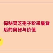 探秘灵芝孢子粉采集背后的奥秘与价值