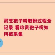 灵芝孢子粉取粉过程全记录 看珍贵孢子粉如何被采集