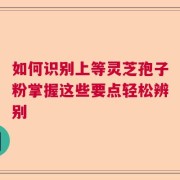 如何识别上等灵芝孢子粉掌握这些要点轻松辨别