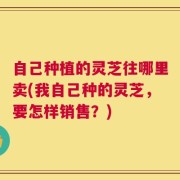 自己种植的灵芝往哪里卖(我自己种的灵芝，要怎样销售？)