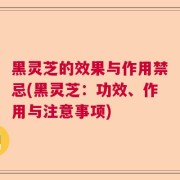 黑灵芝的效果与作用禁忌(黑灵芝:功效、作用与注意事项)