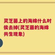 灵芝菌上的海绵什么时侯去掉(灵芝菌的海绵共生现象)