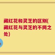 藏红花和灵芝的区别(藏红花与灵芝的不同之处)