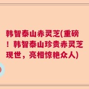 韩智泰山赤灵芝(重磅!韩智泰山珍贵赤灵芝现世,亮相惊艳众人)