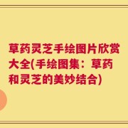 草药灵芝手绘图片欣赏大全(手绘图集：草药和灵芝的美妙结合)