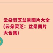 云朵灵芝盆景图片大全(云朵灵芝：盆景图片大合集)