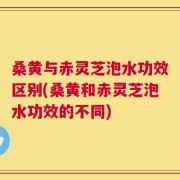 桑黄与赤灵芝泡水功效区别(桑黄和赤灵芝泡水功效的不同)