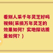 看别人采千年灵芝好吗视频(采摘万年灵芝的效果如何？实地探访质量如何？)