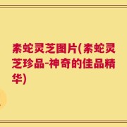 素蛇灵芝图片(素蛇灵芝珍品-神奇的佳品精华)