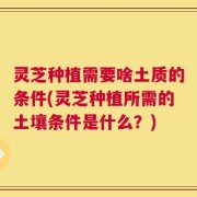 灵芝种植需要啥土质的条件(灵芝种植所需的土壤条件是什么？)