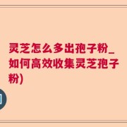 灵芝怎么多出孢子粉_如何高效收集灵芝孢子粉)