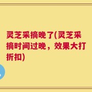 灵芝采摘晚了(灵芝采摘时间过晚，效果大打折扣)