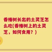 香椿树长出的土灵芝怎么吃(香椿树上的土灵芝，如何食用？)