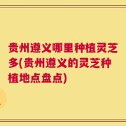 贵州遵义哪里种植灵芝多(贵州遵义的灵芝种植地点盘点)