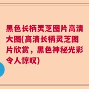 黑色长柄灵芝图片高清大图(高清长柄灵芝图片欣赏，黑色神秘光彩令人惊叹)