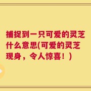捕捉到一只可爱的灵芝什么意思(可爱的灵芝现身，令人惊喜！)