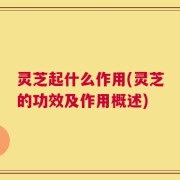 灵芝起什么作用(灵芝的功效及作用概述)