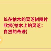 长在枯木的灵芝树图片欣赏(枯木上的灵芝：自然的奇迹)