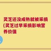 灵芝还没成熟就被采摘(灵芝过早采摘影响营养价值