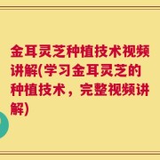 金耳灵芝种植技术视频讲解(学习金耳灵芝的种植技术，完整视频讲解)