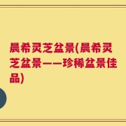 晨希灵芝盆景(晨希灵芝盆景——珍稀盆景佳品)