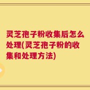 灵芝孢子粉收集后怎么处理(灵芝孢子粉的收集和处理方法)