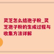 灵芝怎么结孢子粉_灵芝孢子粉的生成过程与收集方法详解