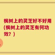 枫树上的灵芝好不好用(枫树上的灵芝有何功效？)