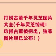 打捞古董千年灵芝图片大全(千年灵芝惊现！珍稀古董被捞出，独家图片现已公布！)