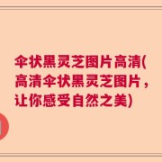 伞状黑灵芝图片高清(高清伞状黑灵芝图片，让你感受自然之美)