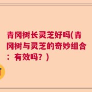 青冈树长灵芝好吗(青冈树与灵芝的奇妙组合：有效吗？)