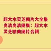 超大木灵芝图片大全集高清高清图集：超大木灵芝精美图片合辑