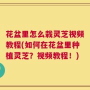 花盆里怎么栽灵芝视频教程(如何在花盆里种植灵芝？视频教程！)
