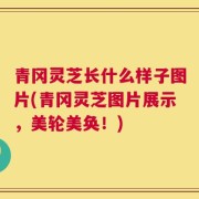 青冈灵芝长什么样子图片(青冈灵芝图片展示，美轮美奂！)