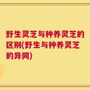 野生灵芝与种养灵芝的区别(野生与种养灵芝的异同)