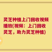 灵芝种植上门回收视频播放(视频：上门回收灵芝，助力灵芝种植)