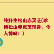 纯野生松山赤灵芝(珍稀松山赤灵芝现身，令人惊叹！)