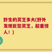 野生的灵芝多大(野外发现巨型灵芝，超重惊人！)