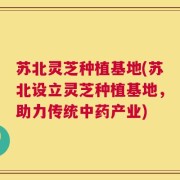 苏北灵芝种植基地(苏北设立灵芝种植基地，助力传统中药产业)