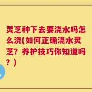 灵芝种下去要浇水吗怎么浇(如何正确浇水灵芝？养护技巧你知道吗？)
