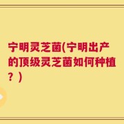 宁明灵芝菌(宁明出产的顶级灵芝菌如何种植？)