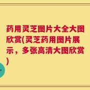药用灵芝图片大全大图欣赏(灵芝药用图片展示，多张高清大图欣赏)