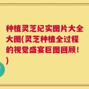 种植灵芝纪实图片大全大图(灵芝种植全过程的视觉盛宴巨图回顾！)
