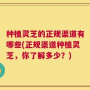种植灵芝的正规渠道有哪些(正规渠道种植灵芝，你了解多少？)